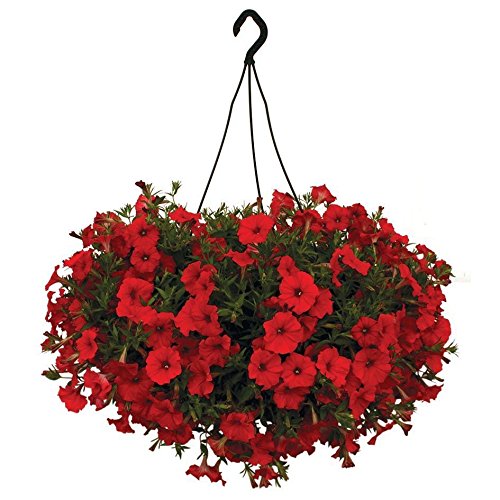 Creative Farmer Flower Seeds : Scarlet Red Petunia Seeds Seeds For Gardening - Garden Flower Seeds Pack (B074RHQX1W) Amazon Price History, Amazon Price Tracker