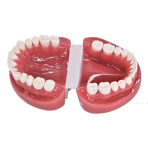 Miniatura 3 de Angzhili Modelo de dientes estándar de Typodont dental para práctica de enseñanza Demostración de hilo dental Modelo para estudio Modelo de