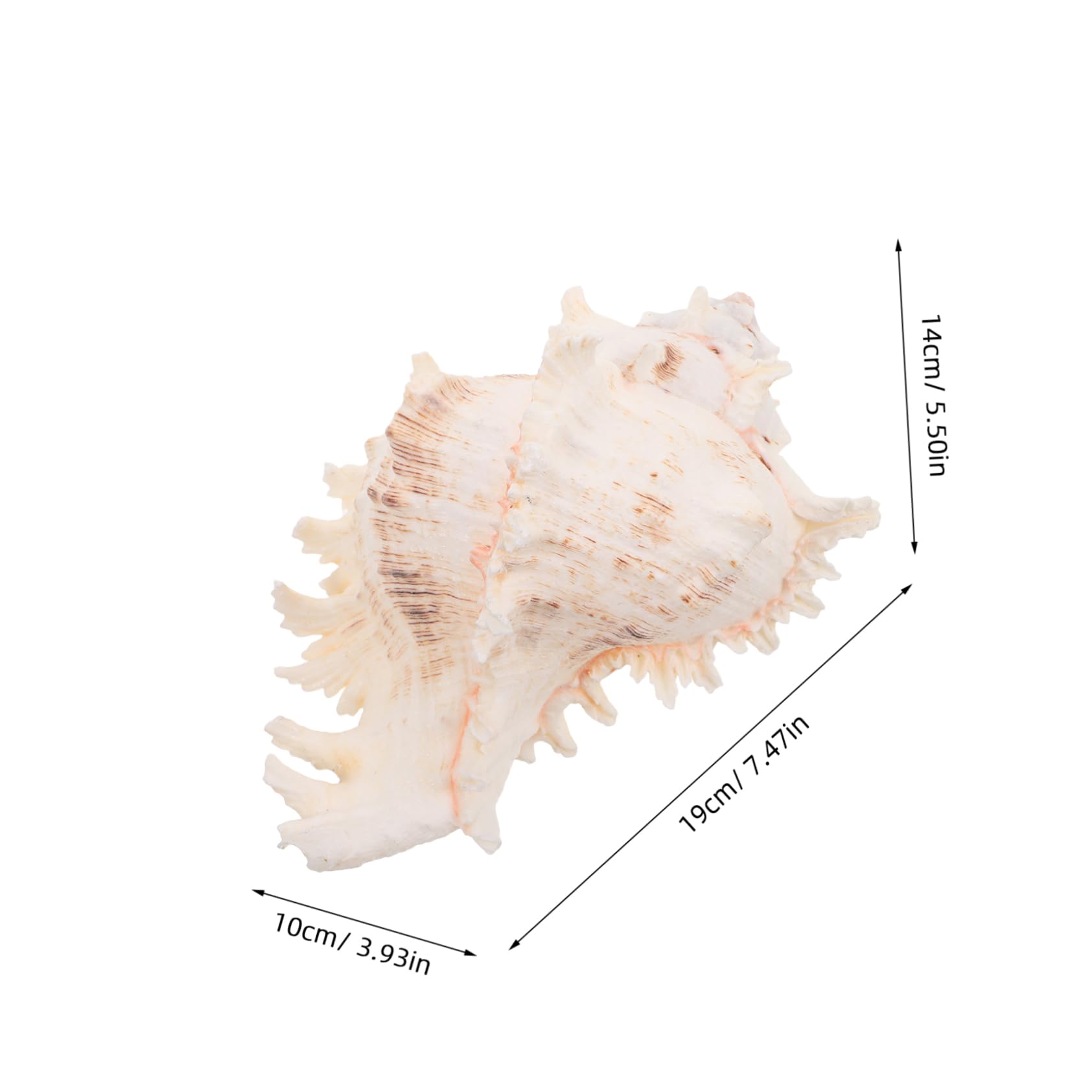 Conchiglie Naturali Grandi Decorazioni per Spiaggia Acquario Ornamenti Costieri Casa Mare Artigianato Conchiglie Mare Decorare Feste Hawaiane Tema