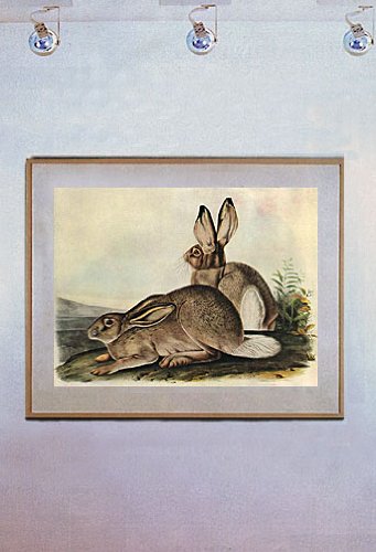 John James Audubon"White-Tailed Jack Rabbit" Art Print