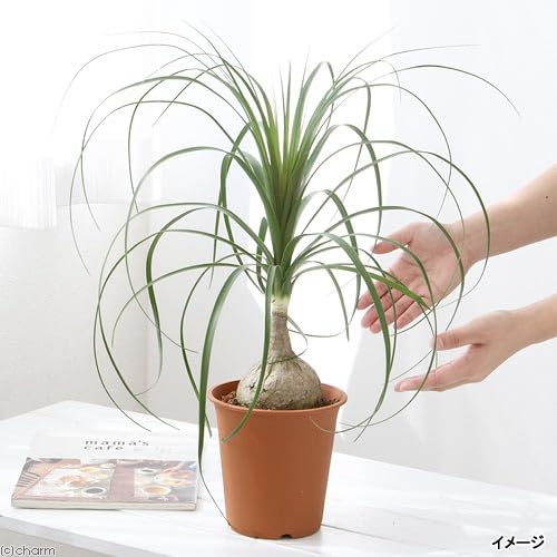Amazon｜（観葉植物）トックリラン 5号（1鉢）｜観葉植物 オンライン通販