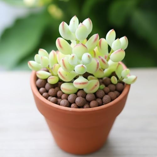 Miniatura 2 de Planta de Cotyledon Pendens viva, planta suculenta rastrera, maceta de 2 pulgadas, lista para plantar