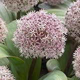 DUTCH BULBS EXCLUSIVE PLANTS FROM HOLLAND