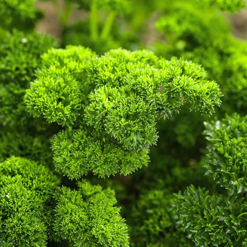 Parsley Moss Curled Seeds – Hardy & Flavourful Herb for Cooking & Garnishing – Easy to Grow, Cut & Come Again – Fresh Herbs All Year Round – for Your Kitchen Garden