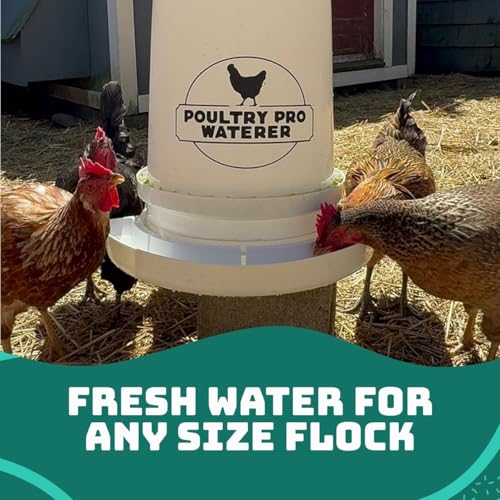 Poultry Pro Feeder Alimentador de galinha alimentado por gravidade de PVC DIY Port 3 portas e serra