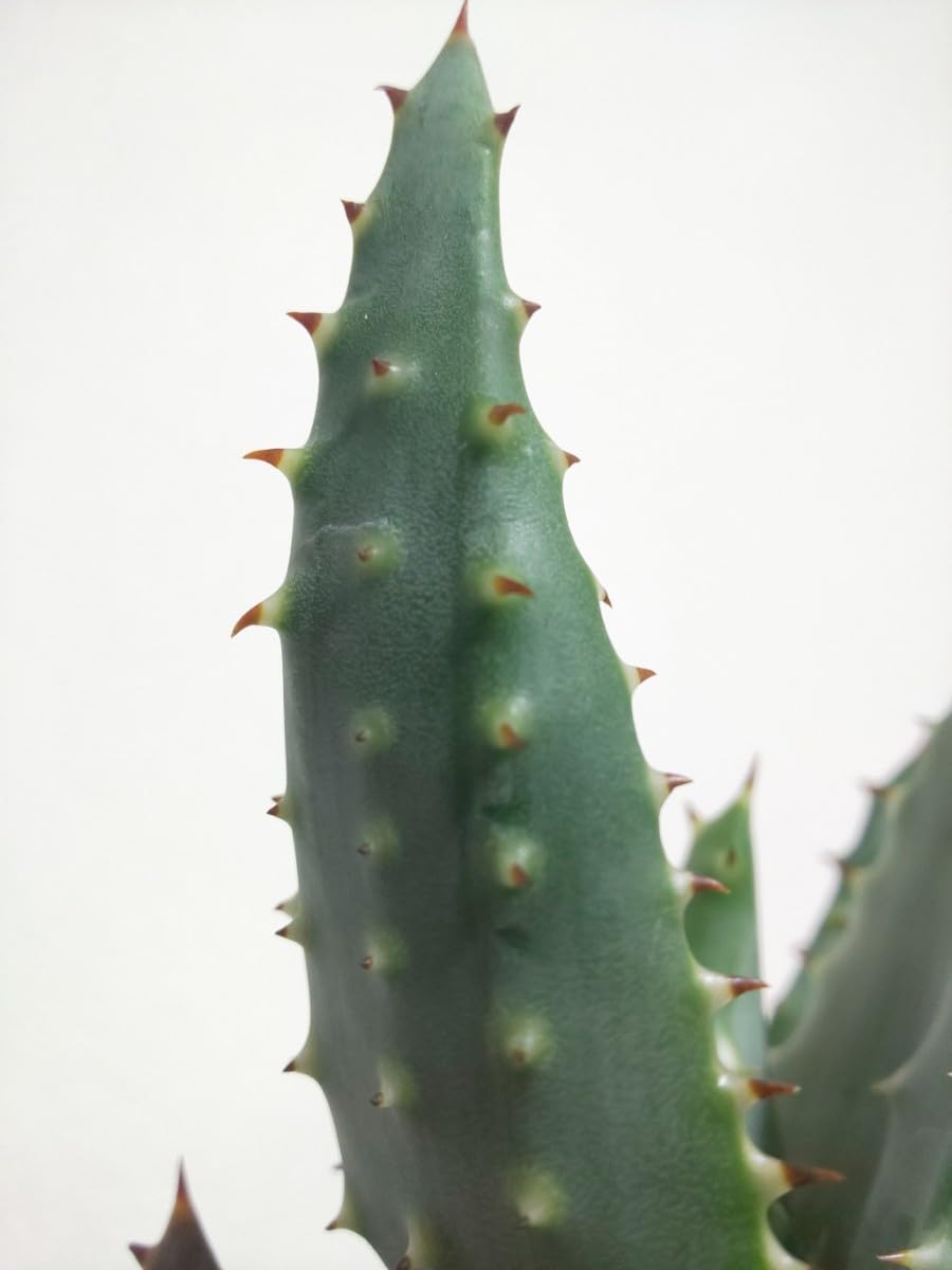 Amazon.co.jp: aculeata アクレアータ Aloe アロエ 観葉植物 多肉植物