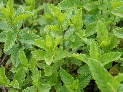 1000 Samen Echte Pfefferminze Mehrjährig Minze Mentha piperita Tee