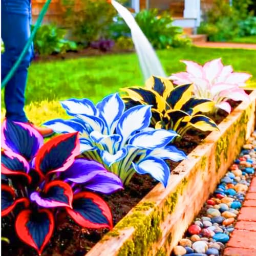 Hosta rara Perenne resistente al frío Plantación de interior y exterior Crea RáPidamente Un Hermoso JardíN-4bulbo-h