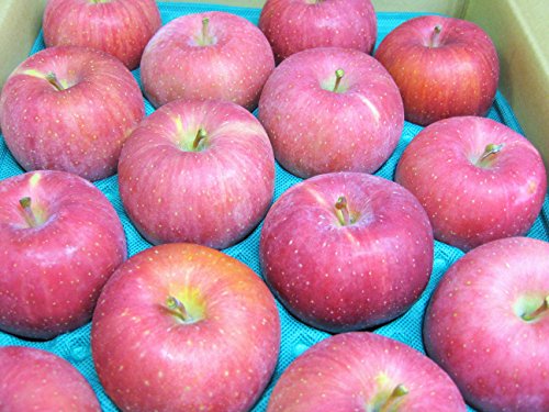 쌧Y Y_ƒ Tӂ NiGjƗp 20`40 9.5`10