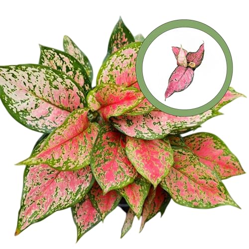 Aglaonema Red Valentine Starter Plant