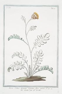 Jacea Cretica, Laciniata Artgentea, Flore Parvo - Seretta - La Serrette. (Knapweed or Saw-Wort from Crete) (1772-1793) 13x20 UnFramed Art Print Poster Ready for Framing by Giorgio Bonelli