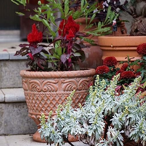 Pot pour plantes d'intérieur stable pour éviter le basculement de vos fleurs - 6