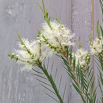 Amazon.co.jp: メラレウカ：スノーインサマー4～5号ポット[真綿