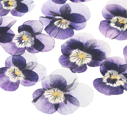 Flores secas prensadas naturales x12 para manualidades miniatura 1