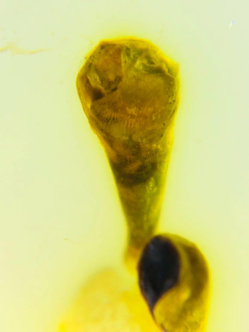 Burmese burmite Cretaceous Beautiful Plants Insect Fossil Amber Myanmar