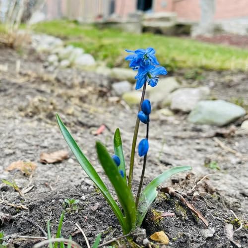 Galanthus woronowii - decorazione degli interni esotica balcone giardino perenni resistenti bulbi resistenti ufficio bonsái 18pcs