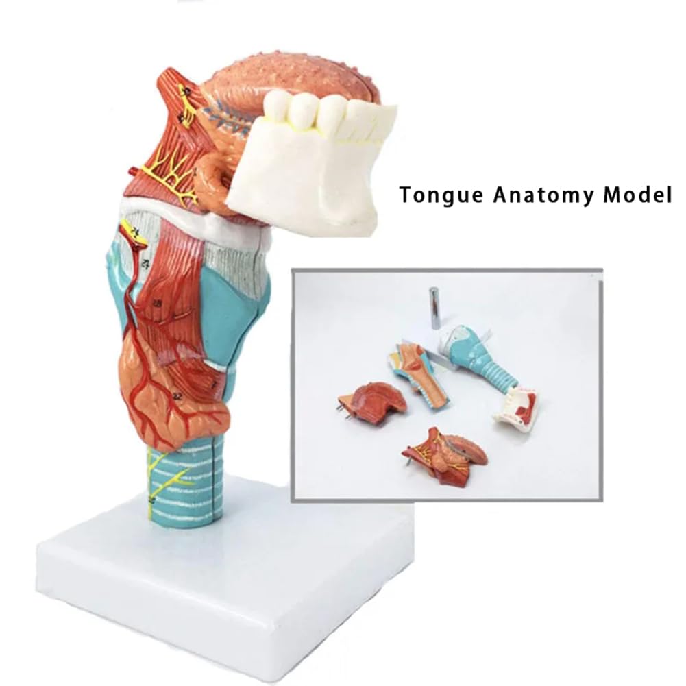 Model języka ludzkiego, anatomia modelu języka, medyczny model anatomii języka, narzędzie edukacyjne, pomoc w materiałach dydaktycznych