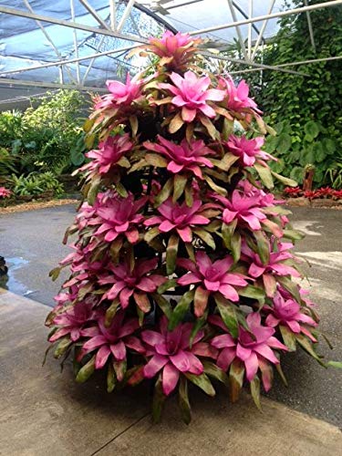 Creative Displays Full Round Poinsettia Tree Rack Display 1056 - Freestanding Vertical Garden Frame | Great For Poinsettias, Flowers, Potted Plants, Succulents, And More (5.5 Ft) #TOP1