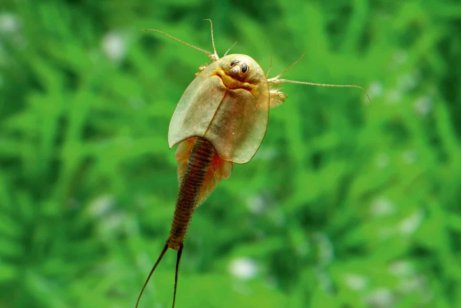Triops longicaudatus Starterset: Urzeitkrebse Eier, 2,5 l Aquarium, Zubehör, Futter und Anleitung