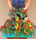 POWERS TO FLOWERS
