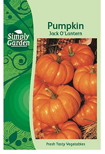 Simply Garden Pumpkin Jack OLantern Fresh Fruit Vegetable Seeds for Planting Grow Your Own Garden