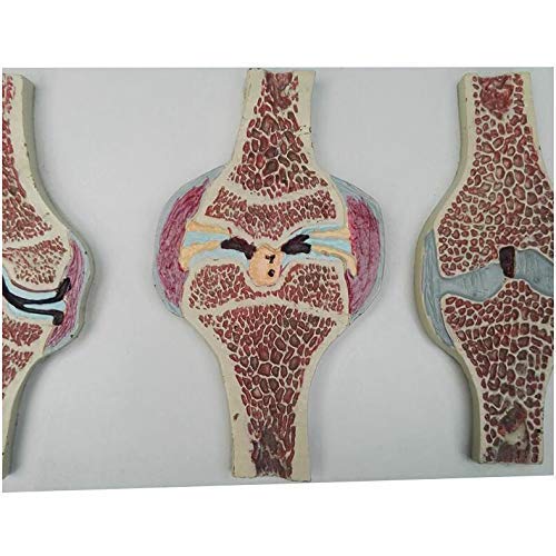 Modelo anatomía Sección articulación Rodilla Humana Modelo anatomía - Modelo anatómico articulación Rodilla Humana Modelo comparativo - Modelo sección sagital articulación Rodilla anatomía Humana m