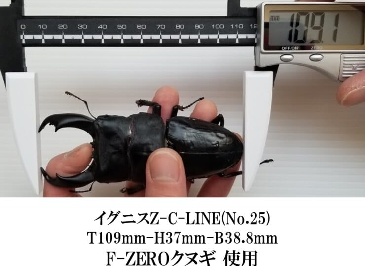Amazon | ギネス7冠 パラワンオオヒラタ114.1mm【DDA】F-ZERO
