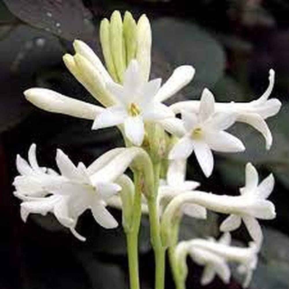 See full amazon price history chart for LIVE GREEN Flower Bulbs | Tuberose Single Flower Bulbs For Home Gardening (Pack of 4 Bulbs) LIVE GREEN Flower Bulbs | Tuberose Single Flower Bulbs For Home Gardening (Pack of 4 Bulbs) (B09BV4FSF8) Amazon Price History, Amazon Price Tracker