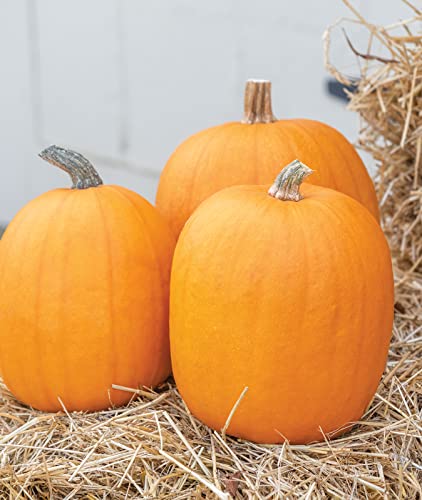Burpee 51375A Jack O' Lantern Pumpkin Seeds 100 Seeds #TOP4