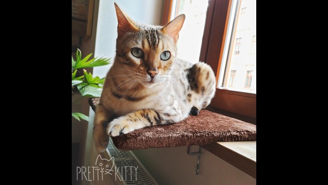 Pretty Kitty Katten raambed, 32 x 41 cm, knuffelige kattenligstoel voor de vensterbank, premium kattenbed, pluizig voor raam, vensterbank kat, wasbaar, voor katten