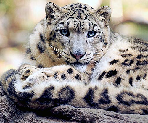 Amazon.co.jp: ユキヒョウのマウスパッド：フォトパッド（ 世界の野生