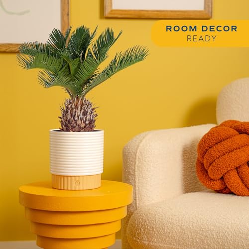 Image of Costa Farms Live Sago Palm, Easy to Grow Live Indoor Plant, Houseplant in Plant Pot, Home and Room Decor, 1 Foot Tall