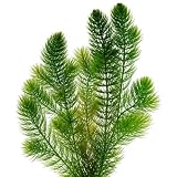 vdvelde.com - Ceratophyllum demersum 2 L, planta oxigenante de estanque