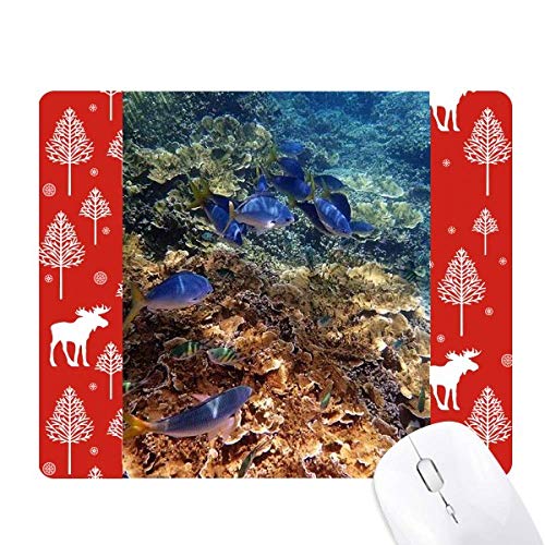 Tapis de souris coloré graphisme poissons impression haute définition