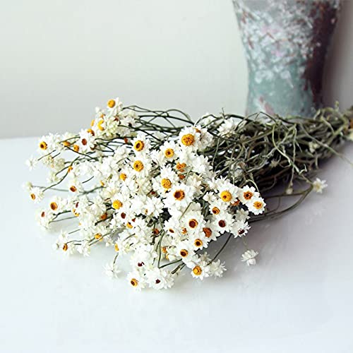 Amazon｜葦の束の花の花束 乾燥スイカズラ菊の花束家の装飾窓の白い花