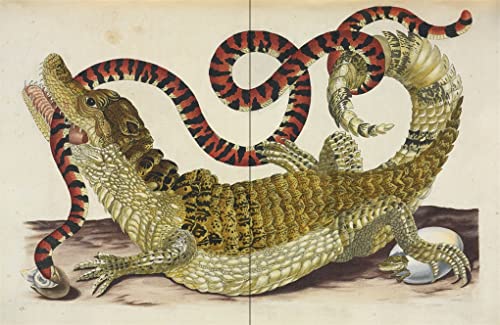 Affinities: A Journey Through Images from The Public Domain Review - Image 7