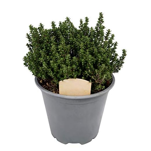 Large Thyme Plant in a 14cm Pot - for Culinary Use - Upright and Bushy Thymus Plant