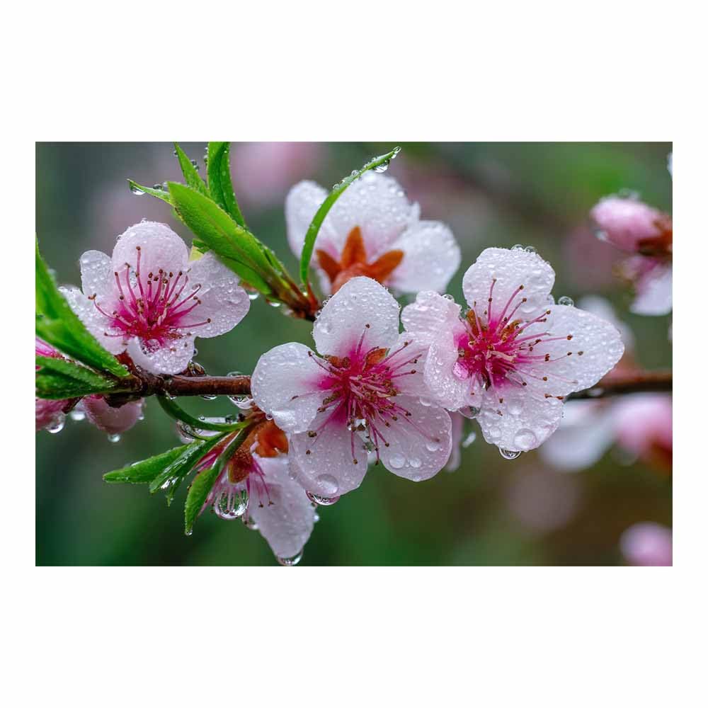ZAMAEIU Large Nature Canvas Paintings Prints Peach Branch in blooms Landscape Picture, Modern Living Room Decor, Dining Room Hallway Home Decoration(black and white)-20x30cm Unframed