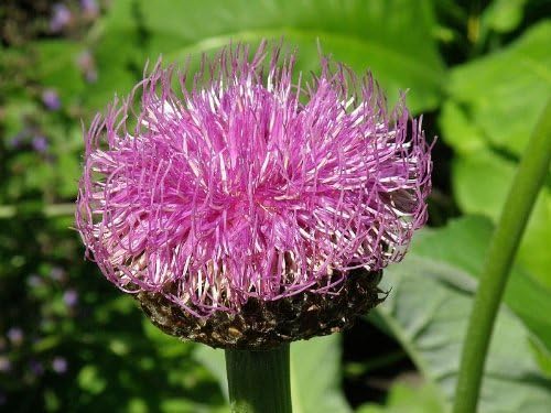 Maral Powder 2.2lbs (1 Kilo) (Powder (Root))