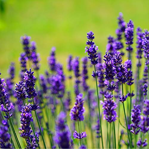 Lavendel - kruidenzaad - Afbeelding 4