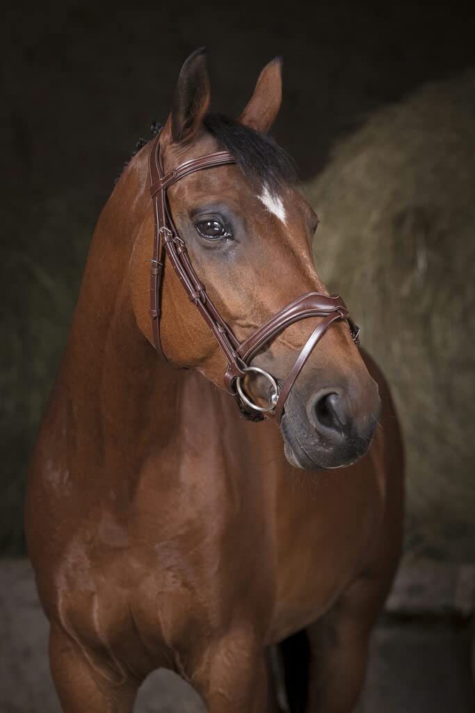 Norton Bridon Pro Vague - Couleurs - Havane, Taille Equipement Cheval - Cheval