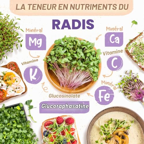 Graines de radis