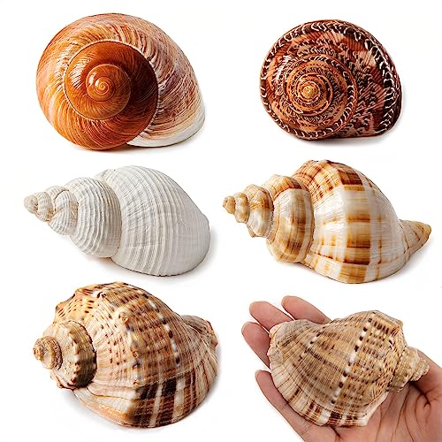 WeDoSoy 5PCS Large Hermit Crab Shells | Natural Sea Conch Size 2.8 - 3.9 Opening Size 1.5 - 2.5 | Turbo Seashells for Hermit Crab Supplies and Beach Decoration Large Sea Shell