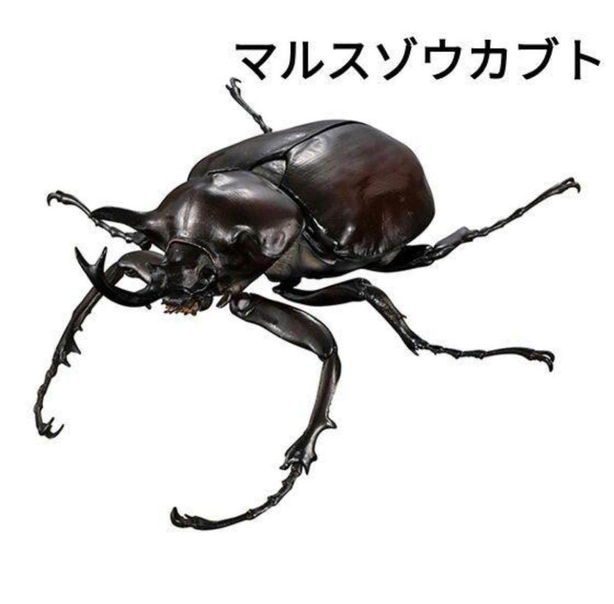 いきもの大図鑑アドバンス　マルスゾウカブト　4体セット　フィギュア　ガシャポン Amazon.co.jp: いきもの大図鑑アドバンス ゾウカブトとヘラクレス