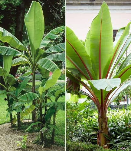 BALDUR Garten 2er Winterharte-Bananen-Kollektion Pflanzen im Topf Faserbanane Bananenbaum Musa basjoo Bananenpflanze winterharte Staude mehrjährig Bananen-Früchte essbar
