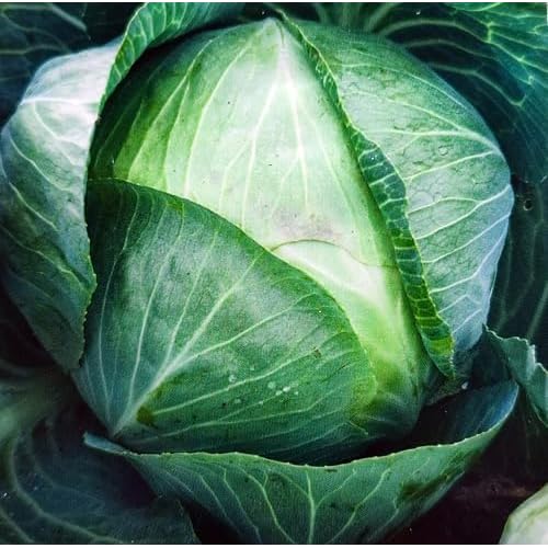 250 Samen Weißkraut 'Kamienna Glowa' – Der Gigant für Sauerkraut & Lagerung