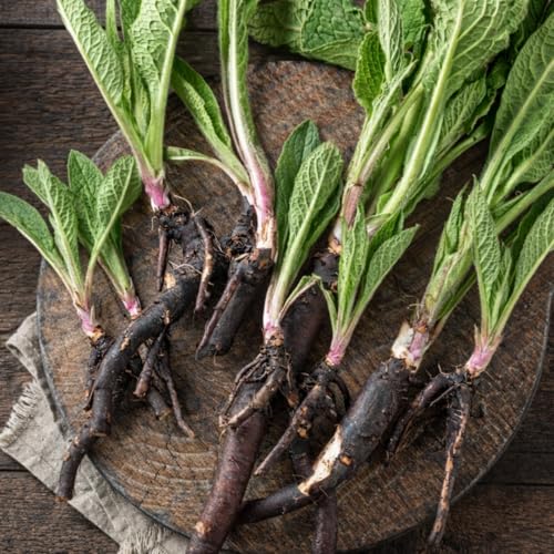 10 Live Comfrey Roots Comfrey Rhizomes 3-6 Inches Tall Perennial Herb for Planting