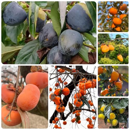 semillas resistentes del árbol de caqui, árboles frutales columnares, plantas exóticas resistentes comprar semillas de caqui, árboles frutales, plantas resistentes para jardín semillas 80pcs