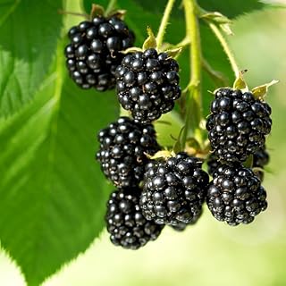 Mixrug Black Raspberry Seeds for Planting Outdoor, 200pcs Organic BlackBerry Seed Non-GMO Heirloom Sweet Edible Fruit, Sweet Juicy Fruits Plants in Your Home Garden