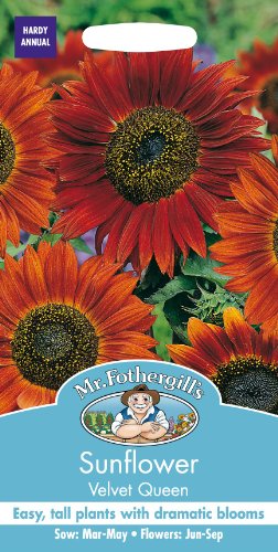 Mr Fothergills - Pictorial Packet - Flower - Sunflower Velvet Queen - 30 Seeds